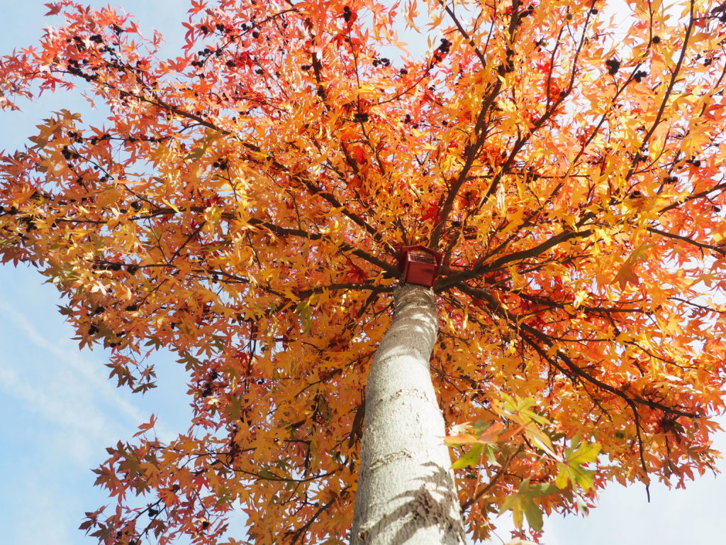 Eine herbstlicher Baum mit einem Vogelhaus